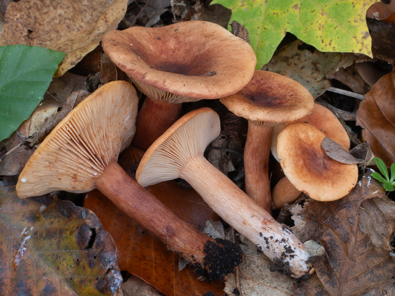 Lactarius fulvissimus